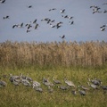 Cranes, Hula Lake Conservation Area, north of the Sea of Galilee, northern Israel